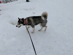 -太子岭滑雪场