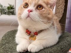 -Bastet sally猫舍购宠(静安店)