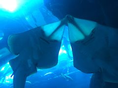 -迪拜水族馆及水下动物园
