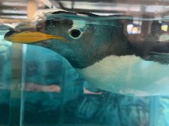 -帝企鹅自助餐厅•儿童岛•真企鹅(长隆企鹅酒店)