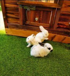 -萌宠亲子动物乐园(槐房万达店)