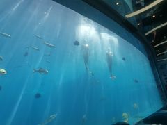 -瑞德姆美人鱼海底演艺主题餐厅(亚龙湾店)
