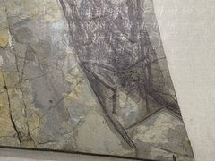-辽宁古生物博物馆