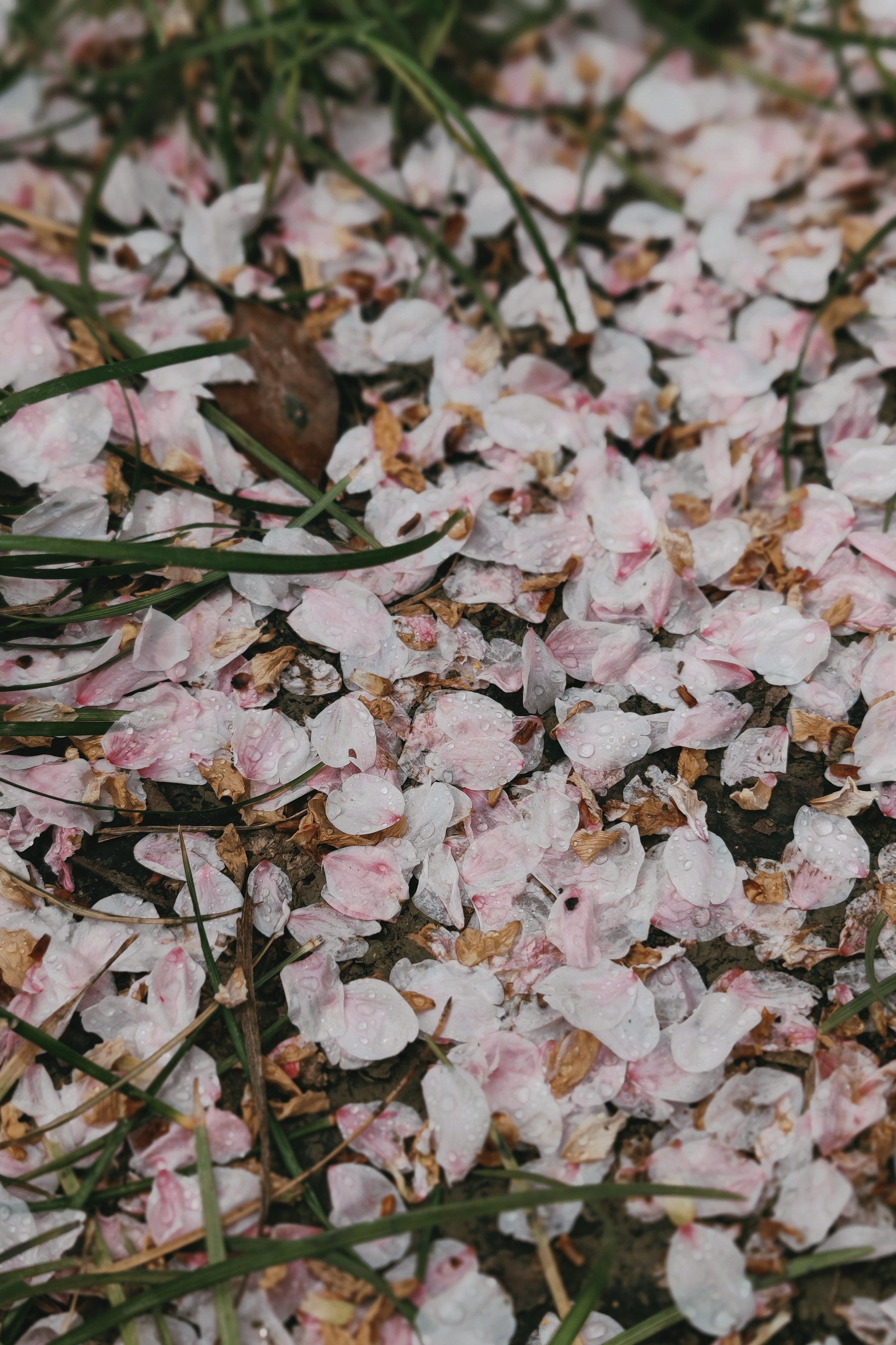 樱花飘落时,才是最美时刻