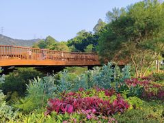 -银湖山郊野公园-相思林