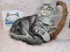 -十年猫舍·猫咪专门店(普陀店)