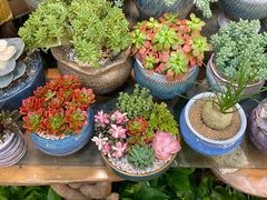 -双季花艺园艺市场(浦东店)