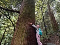-天目山大树王景区