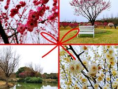 -花开海上生态园