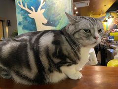 -咖法森林·咖啡  酒吧(天河店)