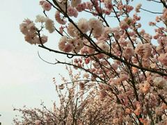 -天适樱花悠乐园