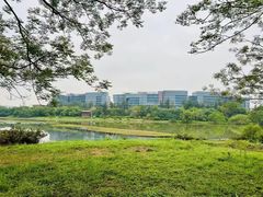 -华侨城湿地公园