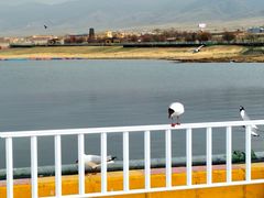 -青海湖国家重点风景名胜区