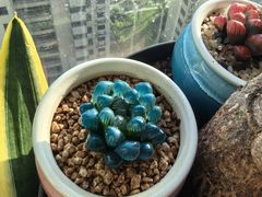 -龙大花卉苗木市场