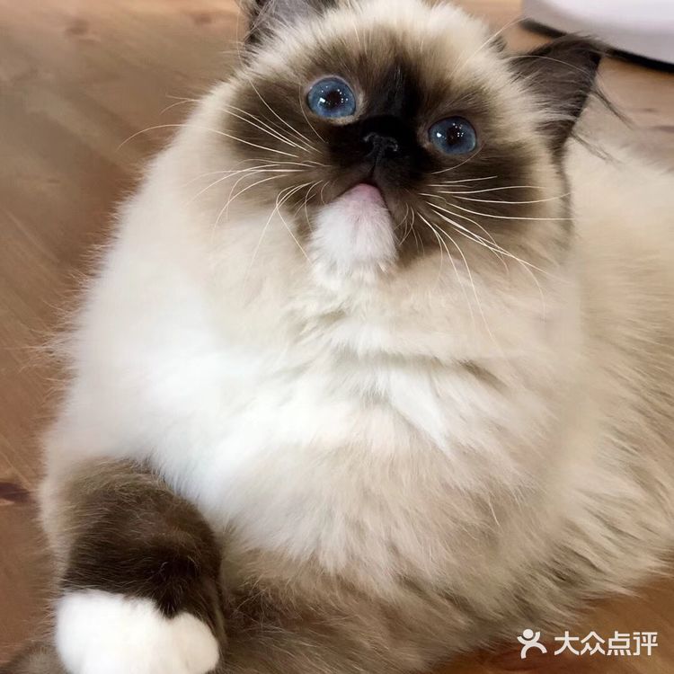 山猫绝对不是传统线，但是好多山猫却是传统型