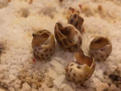 -揽季锅物会.福建黄鱼.海鲜姿造(五四路店)