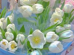 -循礼门鲜花花市(武汉循礼门店)