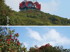 -贵州百里杜鹃风景名胜区