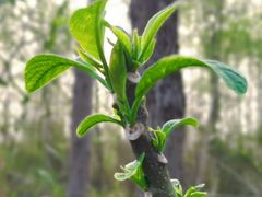 -桤木河湿地公园