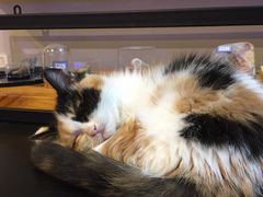-平行世界·猫咖(首经贸店)