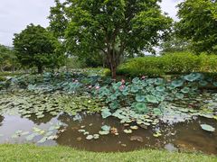 -中国科学院西双版纳热带植物园