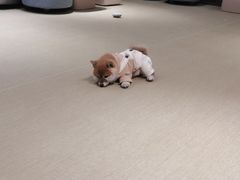 -逗柴咖啡屋·狗咖猫咖宠物桌游