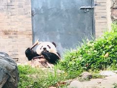 -都江堰中华大熊猫苑