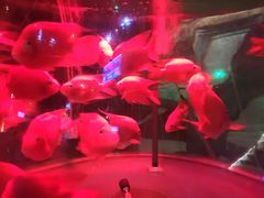-洛阳龙门海洋馆