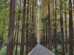 -上海长兴岛郊野公园