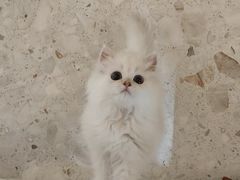 -飞行喵MR PILOT|猫舍·猫咖(静安大融城店)