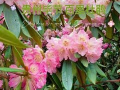 -贵州百里杜鹃风景名胜区