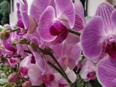 -FEI FEI FLOWER鲜花店·气球派对·宝宝宴布置(虹口德必运动Loft店)