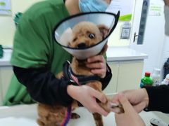 -瑞鹏宠物医院·爱宠堂(环西分院)