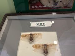 -上海昆虫博物馆