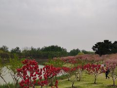 -塘沽森林公园