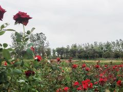 -杭州湾海上花田景区