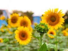 -宜兴龙背山森林公园
