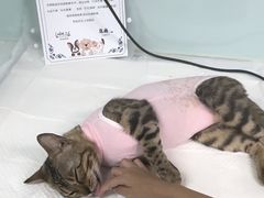-达爱动物医院·犬猫分区·CT·复杂眼科(远洋山水分院)