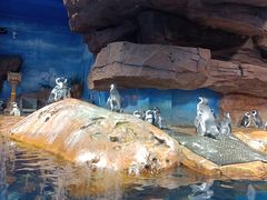 -海合安武汉极地海洋公园