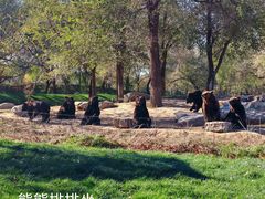 -北京野生动物园