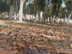 -瑶湖郊野森林公园