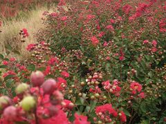 -漩门湾国家湿地公园