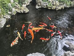 -鲤院·新中式美学·庭院餐厅(夫子庙店)