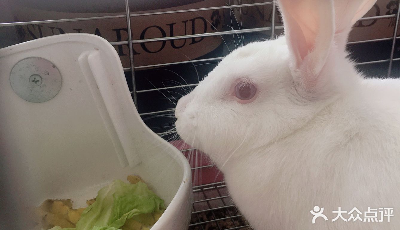 大白兔奶糖的真兔版笑哭笑哭