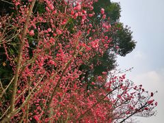 -望江楼公园