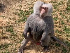 -西霞口神雕山野生动物世界