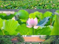 -四海公园(南山区)