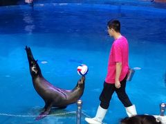 -烟台海昌鲸鲨海洋公园