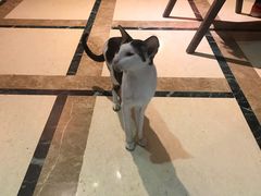 -猫色咖啡·猫咖