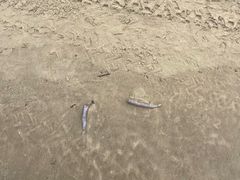 -汕尾风车岛